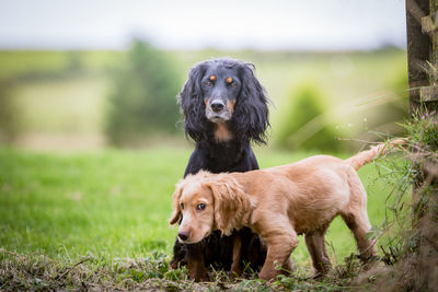 Dog on grass