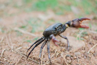 Close-up of insect on land