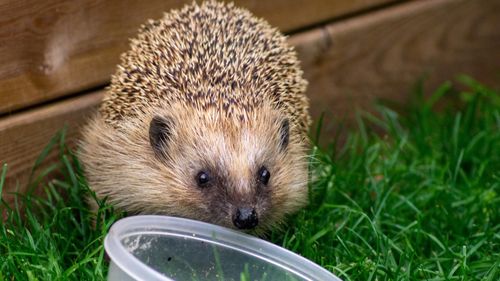 Lunchtime for hedgehog