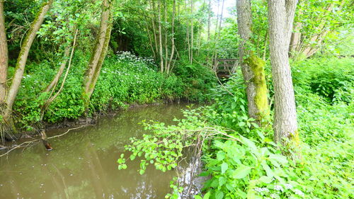 Trees growing in forest