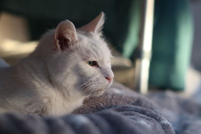 Close-up of a cat looking away