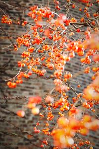 Close-up of flowers on tree during autumn