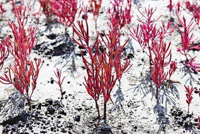 Close-up of frozen plant on field during winter