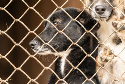 Close-up of chainlink fence in cage at zoo