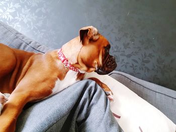 High angle view of dog relaxing at home
