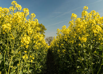 Yellow flowering plants on field