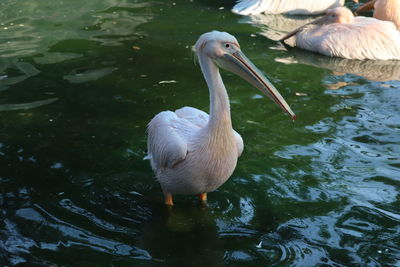 Duck in lake