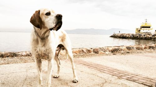 Dog on beach against sky