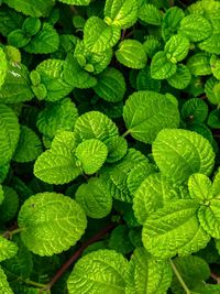 Full frame shot of green leaves