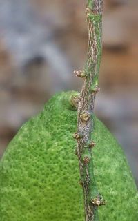 Close-up of insect on leaf