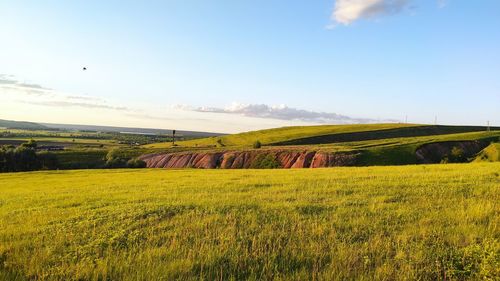 Scenic view of agricultural field against sky