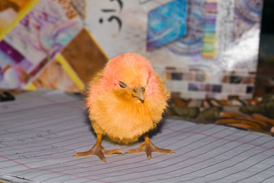 Close-up of a bird