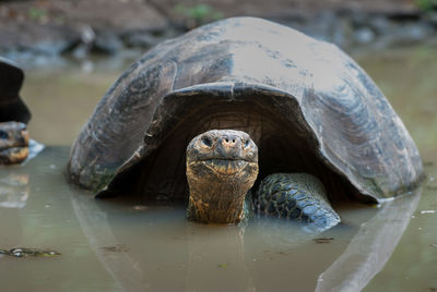 Close-up of turtle swimming in lake