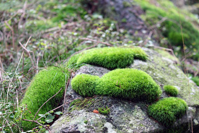 Close-up of green plant