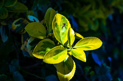 Close-up of yellow flowering plant leaves