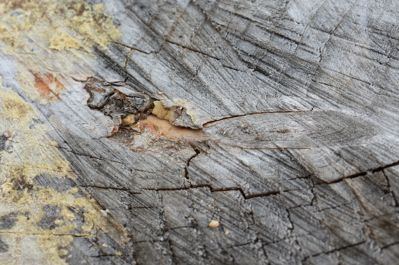 HIGH ANGLE VIEW OF LIZARD ON TREE