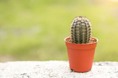 Close-up of cactus