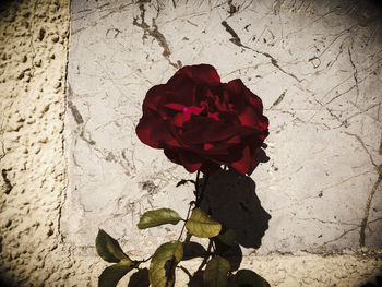 Close-up of rose blooming outdoors