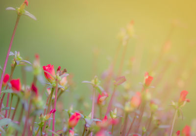 Close-up of pink flowering plants on field