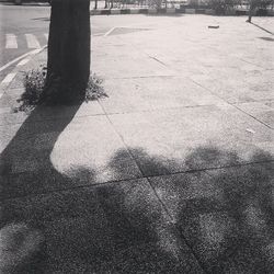 Shadow of tree on the wall