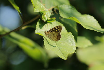 Close-up of insect on leaf