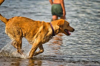 Dog on beach