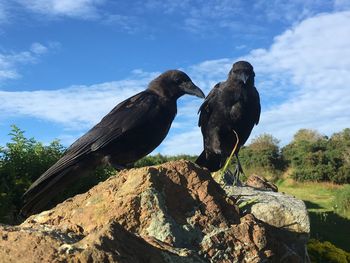 Low angle view of birds perching on rock against sky