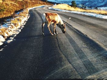 Dog on road by water