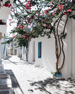 Tree and white flowering plants outside building