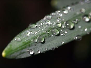 Close-up of water drops on leaves during rainy season