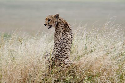 View of a cat looking away