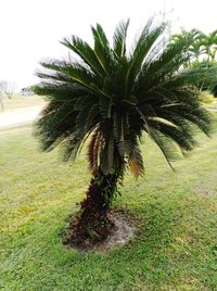 Coconut palm tree on field