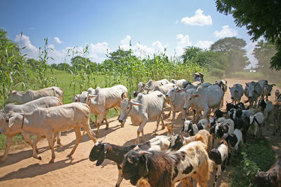 Flock of sheep on field