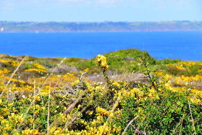 Close-up of yellow flowers growing on field by sea against sky