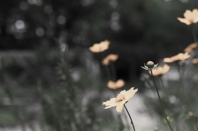 Close-up of white flowering plant