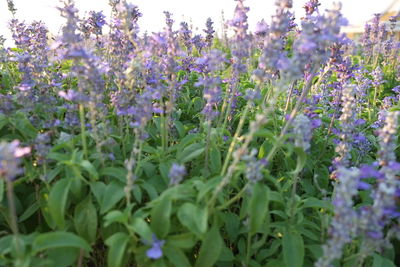 Close-up of purple flowers growing on field