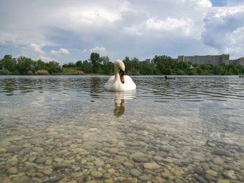 Swan swimming on lake against sky