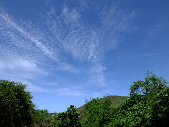 Low angle view of trees against sky