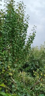 Close-up of fresh green plants against sky