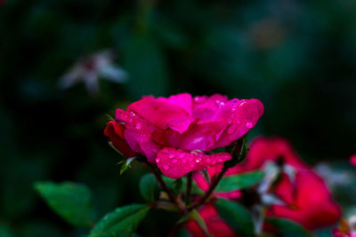 Close-up of pink rose