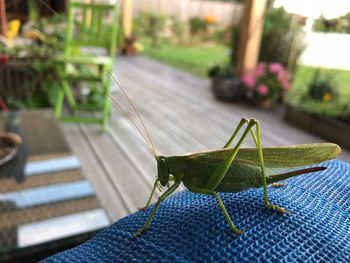 Close-up of insect on leaf