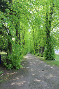 Street amidst trees