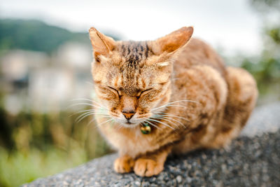 Close-up of a cat