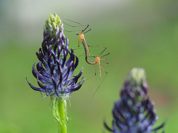 Close-up of butterfly pollinating on purple flower