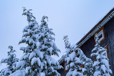 Low angle view of snow covered plants against sky