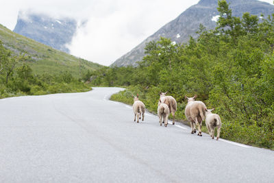 Rear view of sheeps walking on road