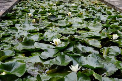 High angle view of flowering plants