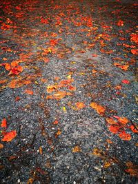 Full frame shot of multi colored leaves