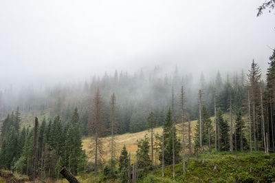 Trees in foggy weather