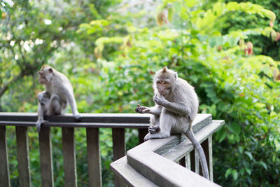 Monkeys sitting on railing against trees